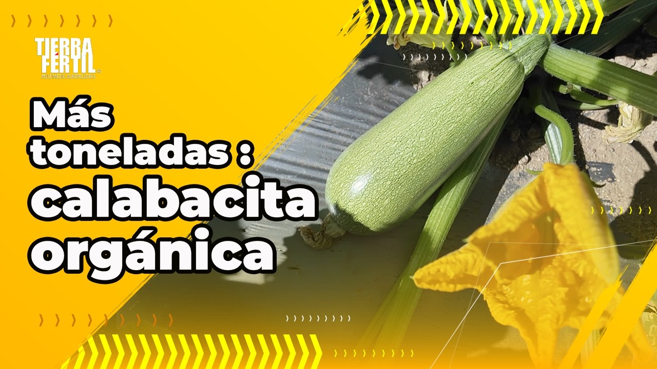 Tierra Fértil Tv- Alto rendimiento en producción de calabacita orgánica (28.02.26)