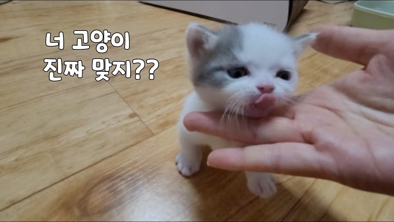 큰일 입니다! 진짜로 고양이가 강아지를 낳은 듯 합니다 ㅎㅎㅎ
