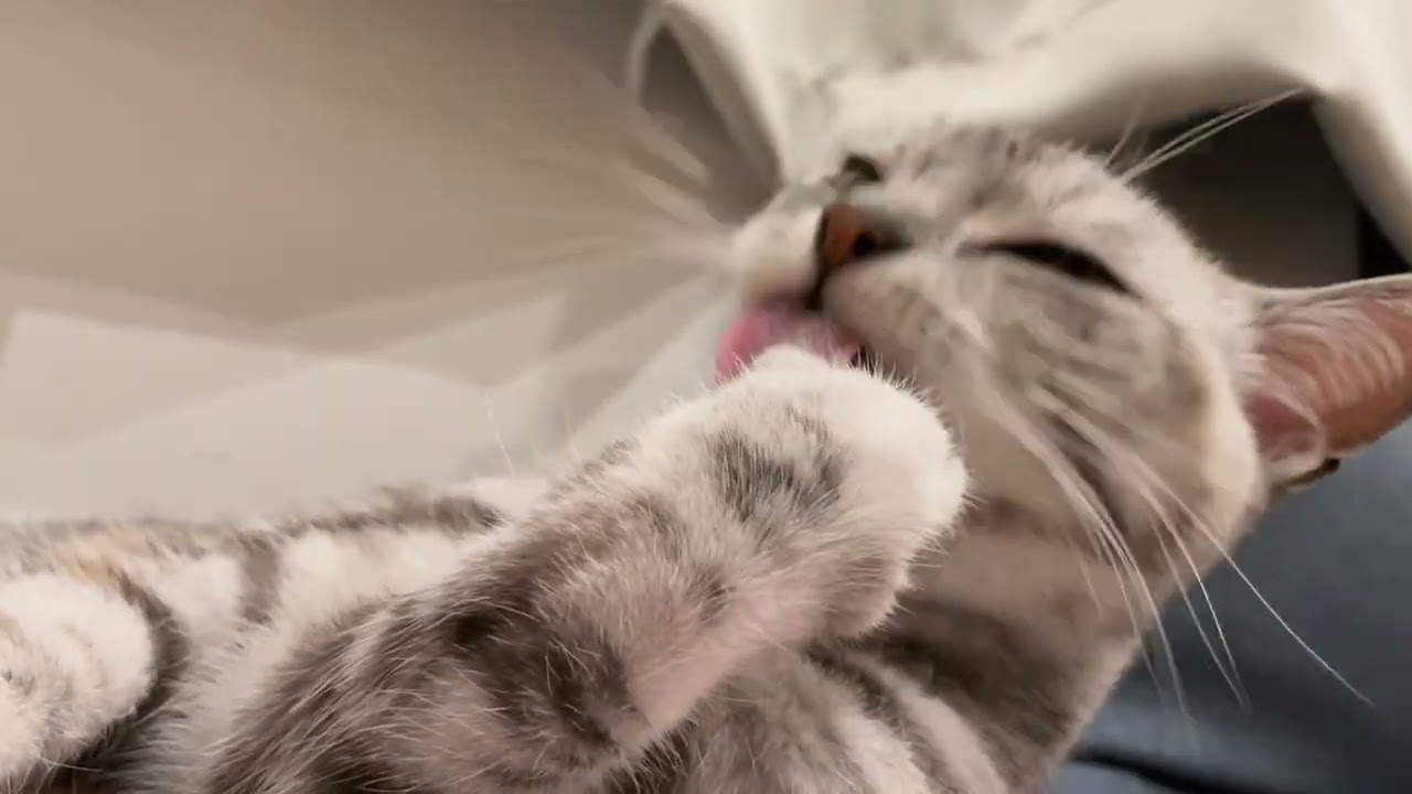 【ASMR】猫の毛づくろい1時間リラックス・睡眠用ループ cat grooming loop