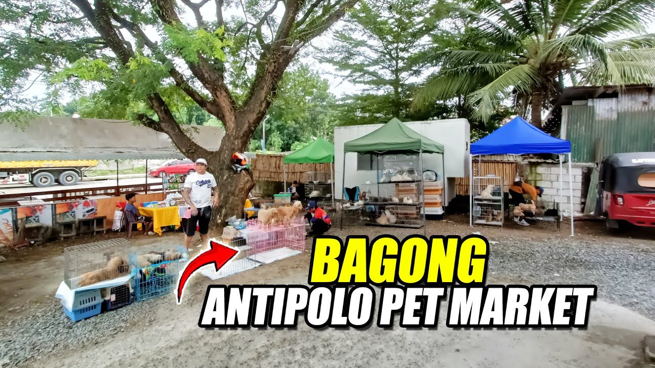MGA EKSENA SA ANTIPOLO PET MARKET | August 16, 2025