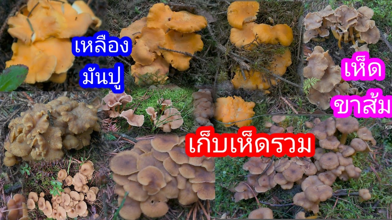 เก็บเห็ดสวีเดนรวมป่านี้สวยมากเก็บทุกปีได้ทุกปี