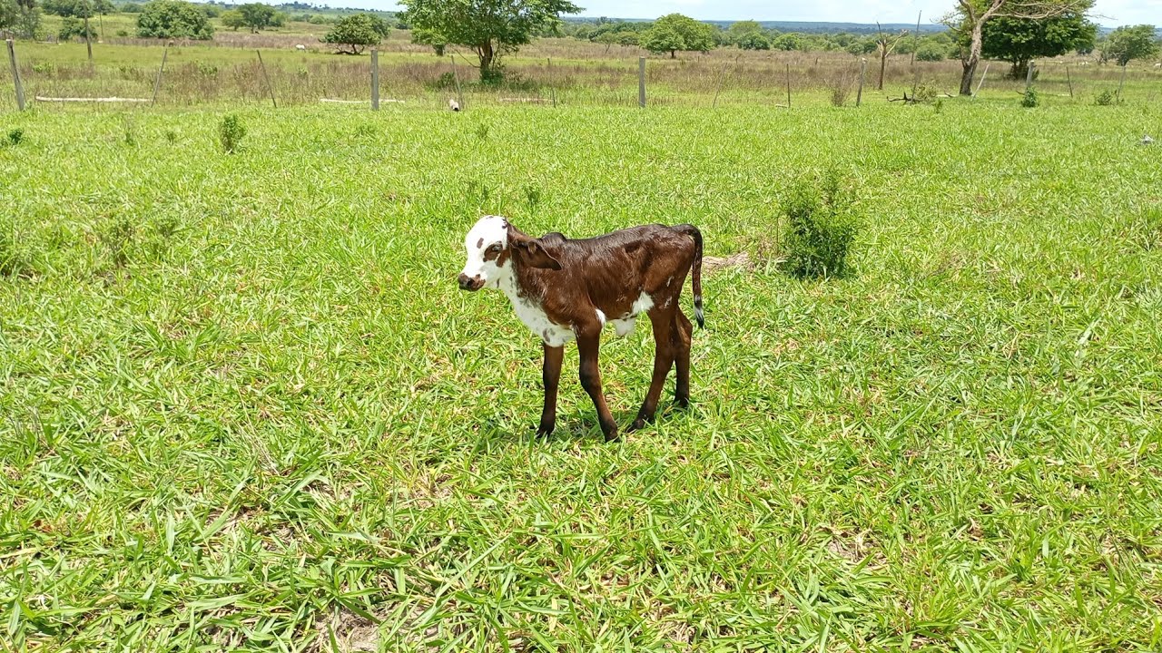 Revelado ! Segredos de como vencer  a ansiedade ,testado e aprovado 