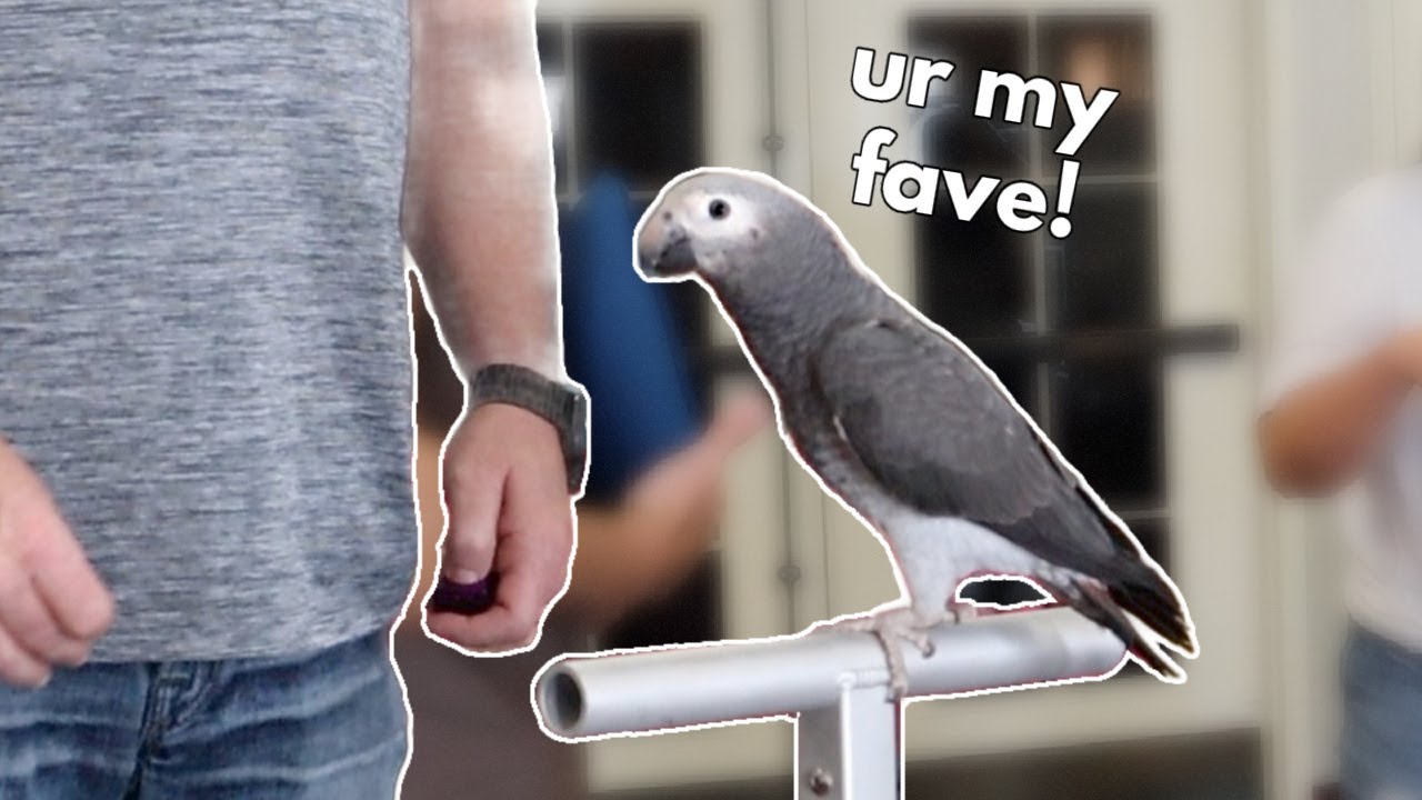 Is Your Bird NOT LISTENING to You? Here's Why!
