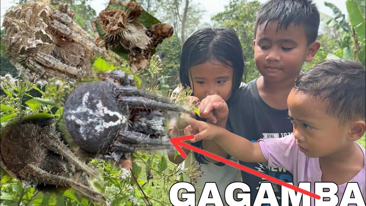 MADAMING GAGAMBA NAKITA NAMIN SA TAPAT LANG NG BAHAY