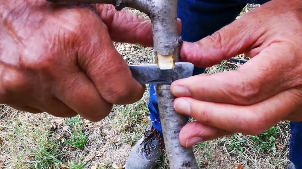 Pesco. Variante innesto a chip budding. 
