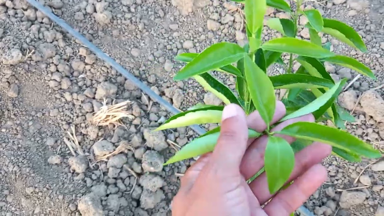 خدمة_مزارع_الكلومنتين_تسريع_النمو 🍊