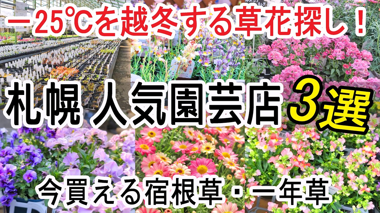 【札幌園芸店巡り】雪どけ後に絶対行きたい3選│今買える宿根草・一年草🌸BGM『あけぼのソイル』