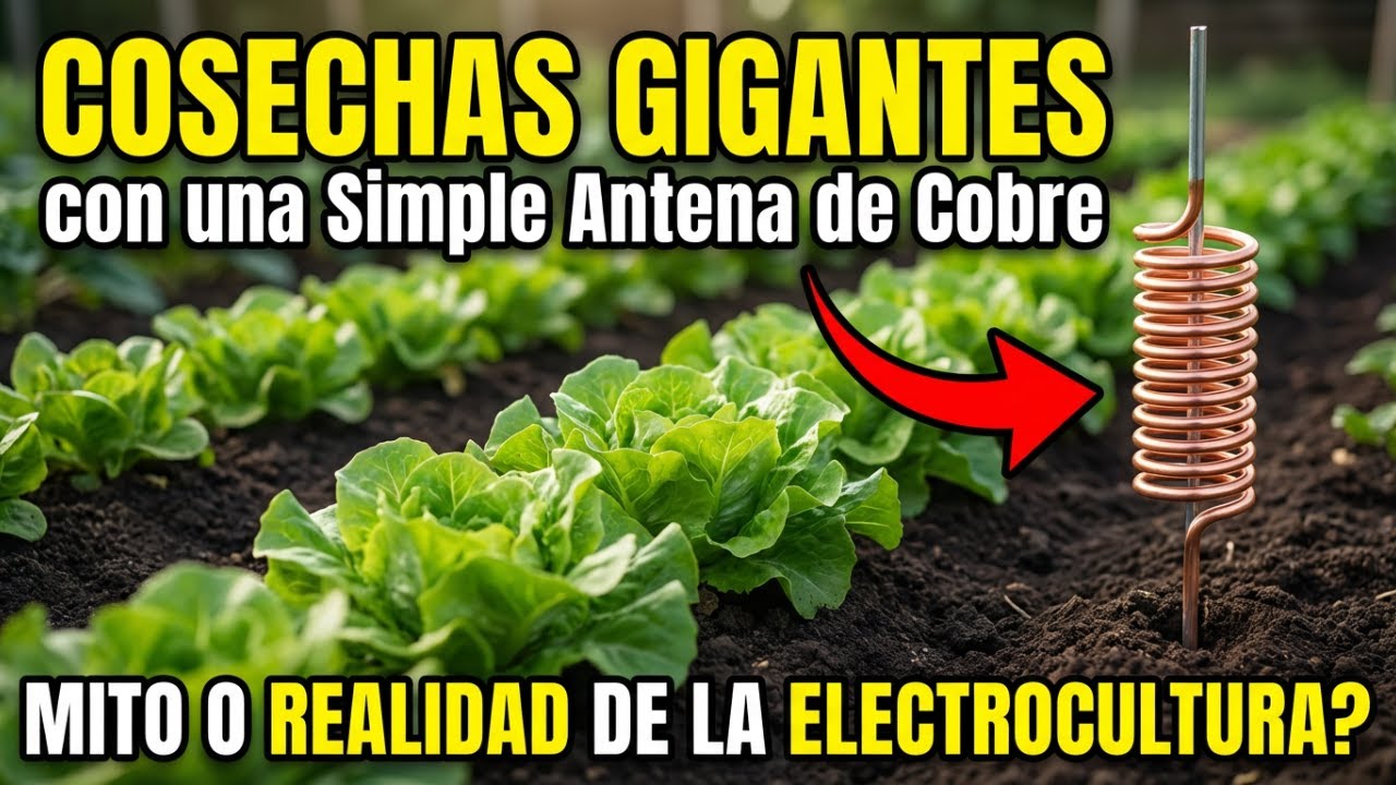 COSECHAS GIGANTES con una Simple Antena de Cobre: ¿Mito o Realidad de la Electrocultura?