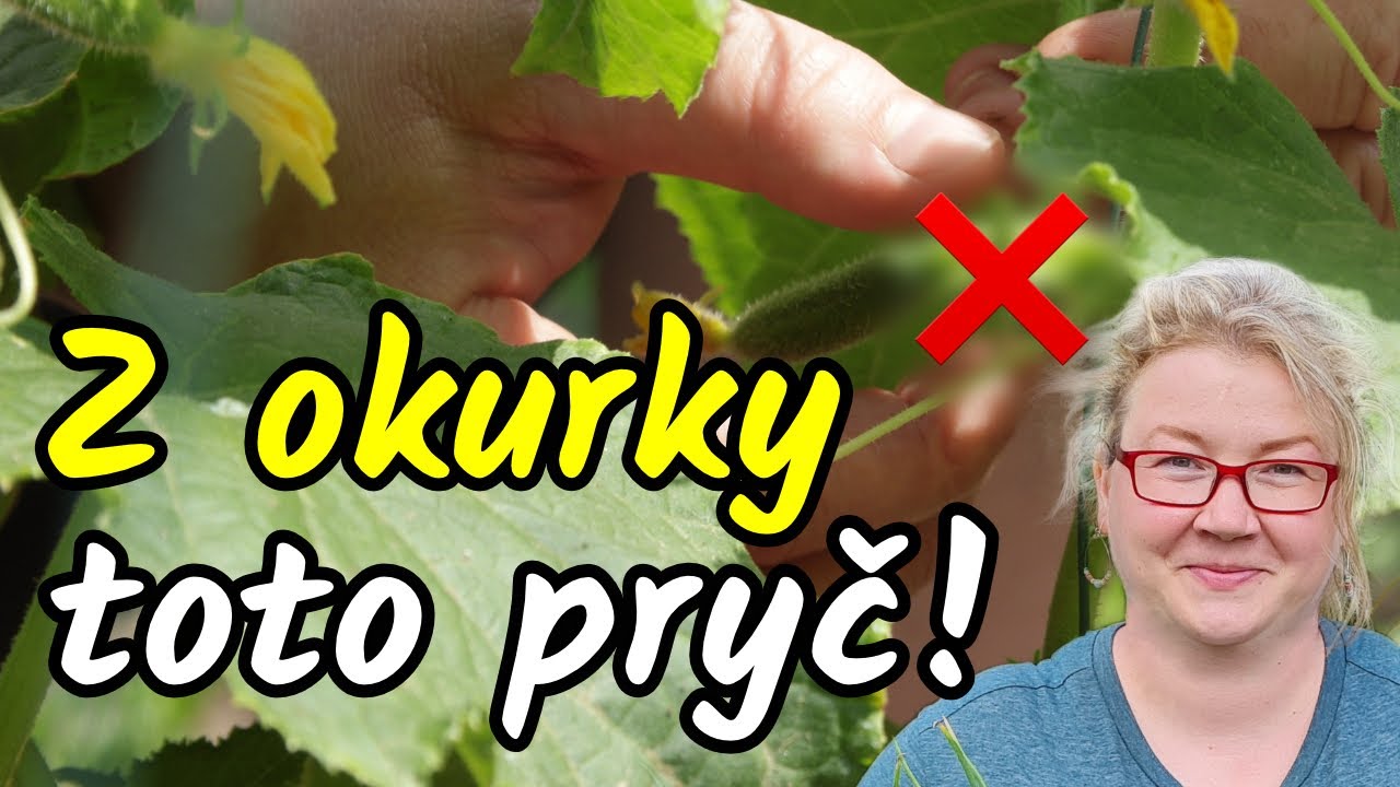 ⚠️Tohle MUSÍTE odstranit z vašich OKUREK ❌ pro DOBROU ÚRODU 🤔Zaštipování bočních výhonů okurek