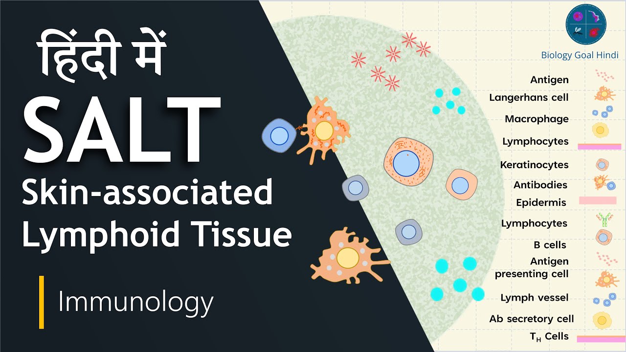 Skin-Associated Lymphoid Tissue (SALT): त्वचा में सुरक्षा का बुद्धिमान तंत्र | Biology Goal Hindi