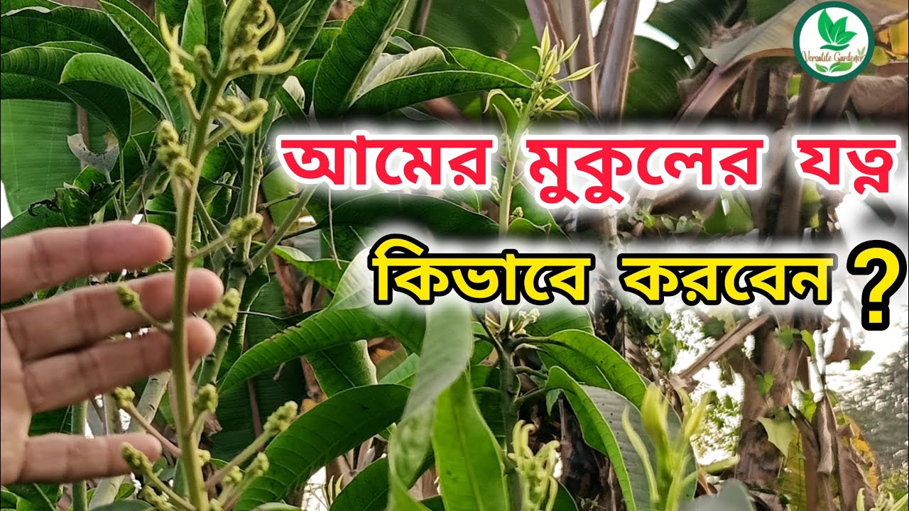 আম গাছে Pgr,vitamin,কীটনাশক,ছত্রাকনাশক কখন ব্যবহার করবেন? Mango Flower Spray