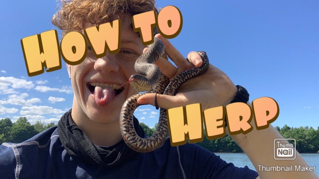 Herping for Dummies! Herping Tips and Tricks