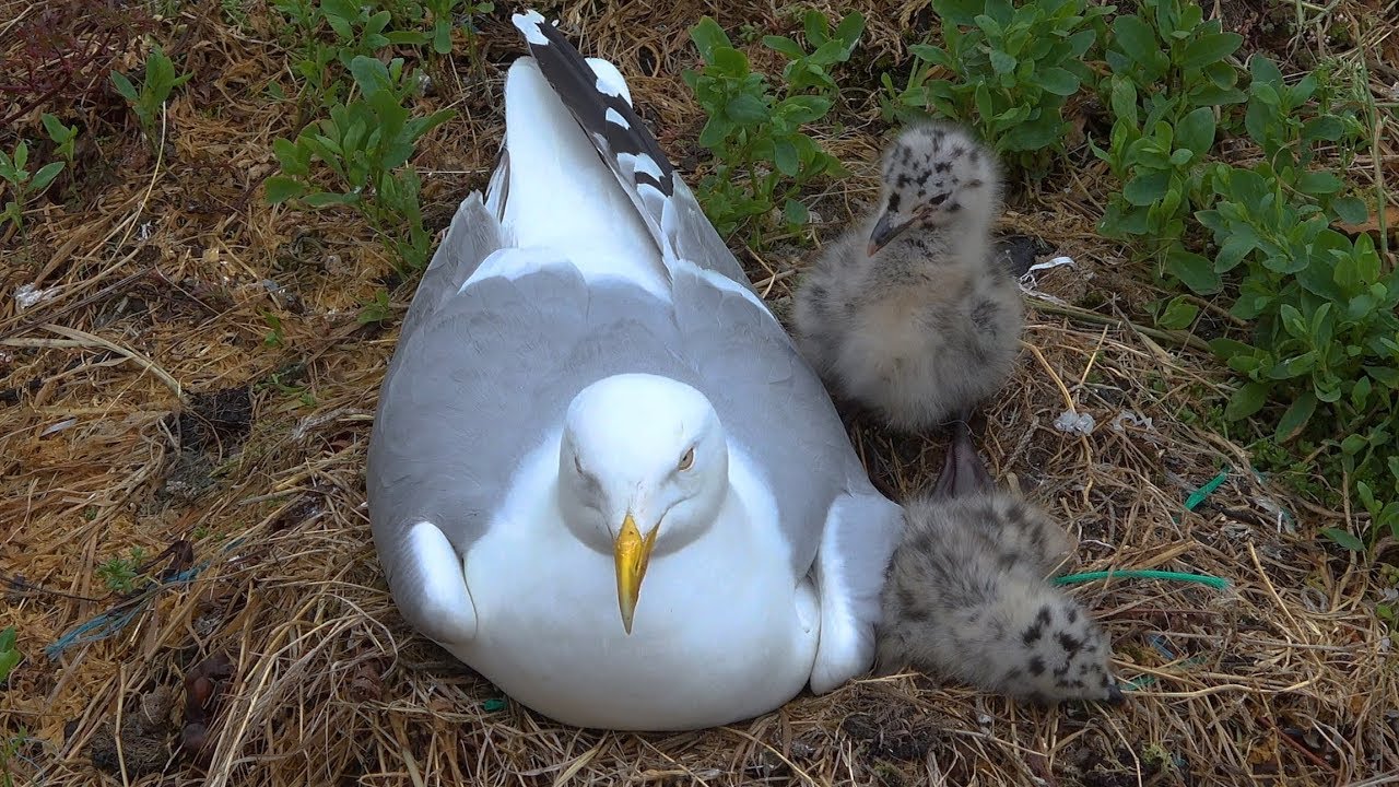 European Herring Gull feeding chicks Sand Eel - Newlyn Cornwall - May 2018