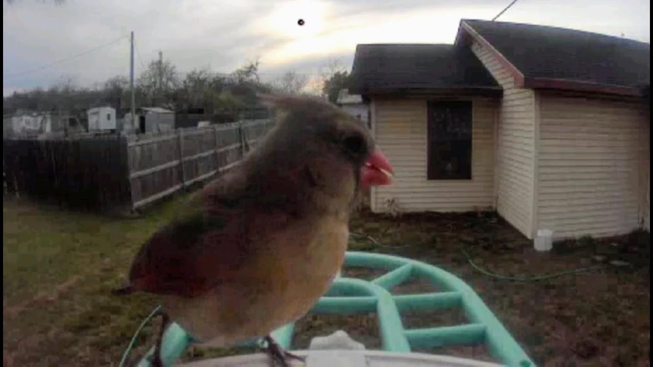 Texas Sunrise Bird Cam - what bird will visit this morning
