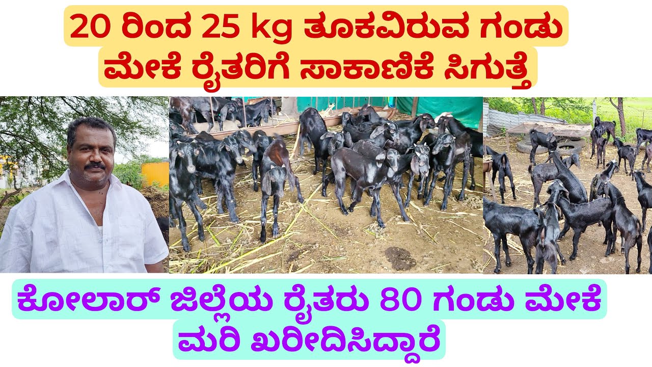 20 ರಿಂದ 25 kg ತೂಕವಿರುವ ಗಂಡು ಮೇಕೆ ರೈತರಿಗೆ ಸಾಕಾಣಿಕೆ ಸಿಗುತ್ತೆ | ಕೋಲಾರ್ ರೈತರು 80 ಖರೀದಿಸಿದ್ದಾರೆ