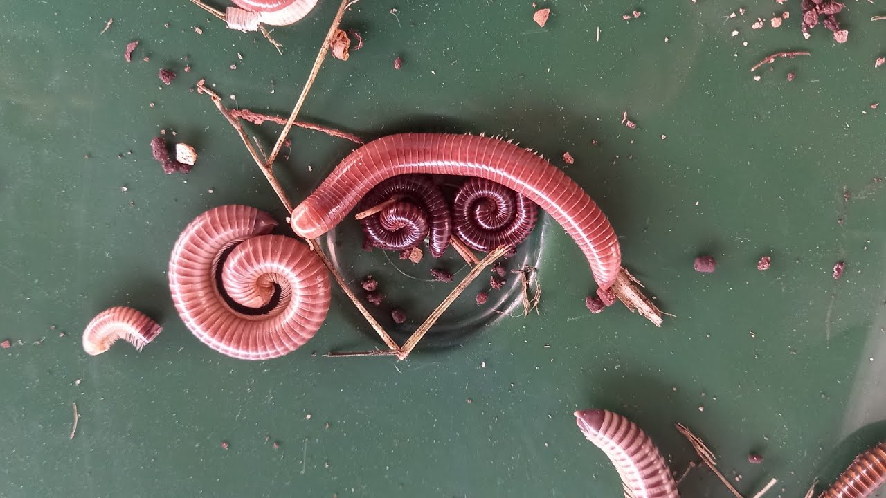 GONGOLO HERÓI OU VILÃO?  PIOLHO DE COBRA EMBUÁ OU MARIA CAFÉ VEJA COMO CRIAR.