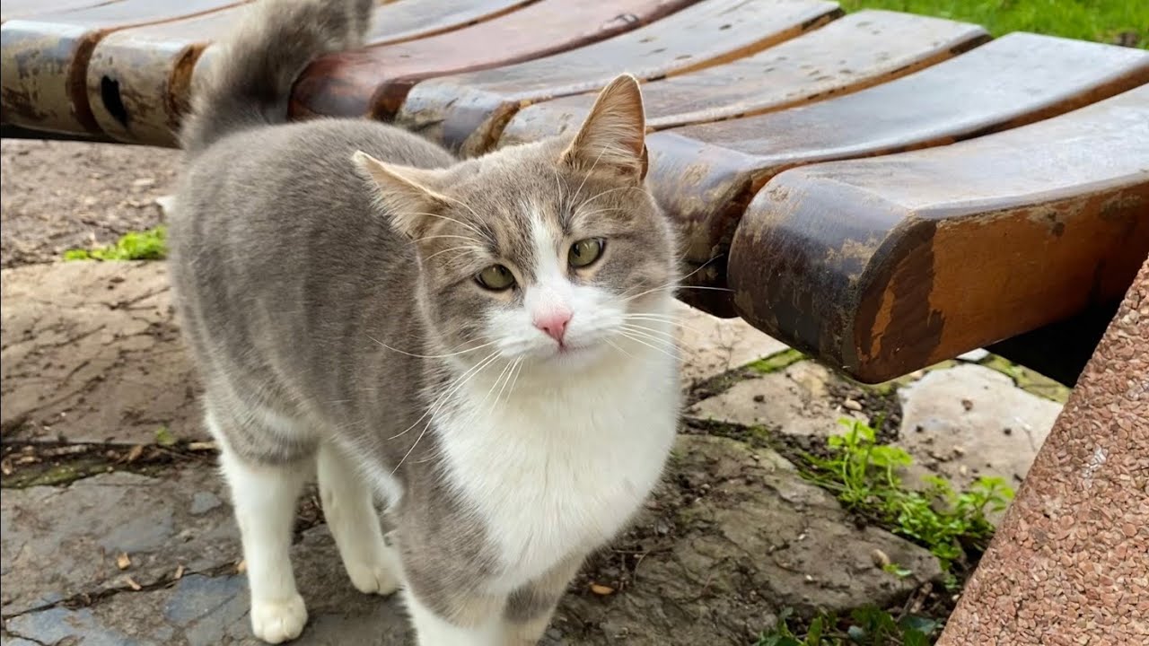 The Most Heartwarming Stray Cat Video You'll See Today