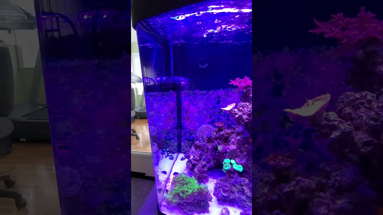 Biocube 32 Gallon Walkthrough