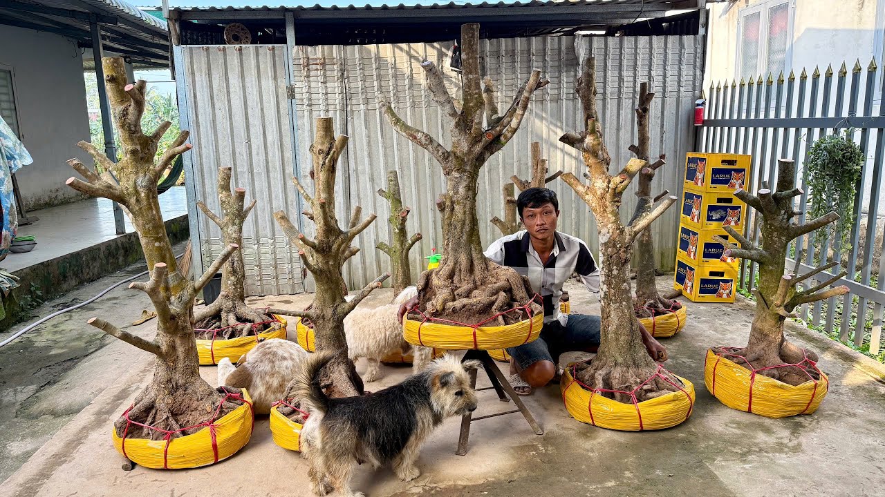 NGÂN MAI VÀNG 22/1/2026  (#O8669O1747 NGÂN ) PHÔI MAI VÀNG - @bonsai Can Tho