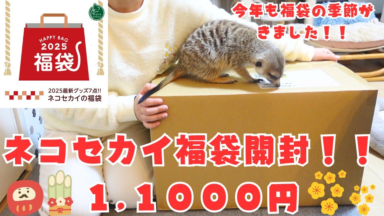 【ネコセカイ福袋２０２５】開封！！猫用福袋😺