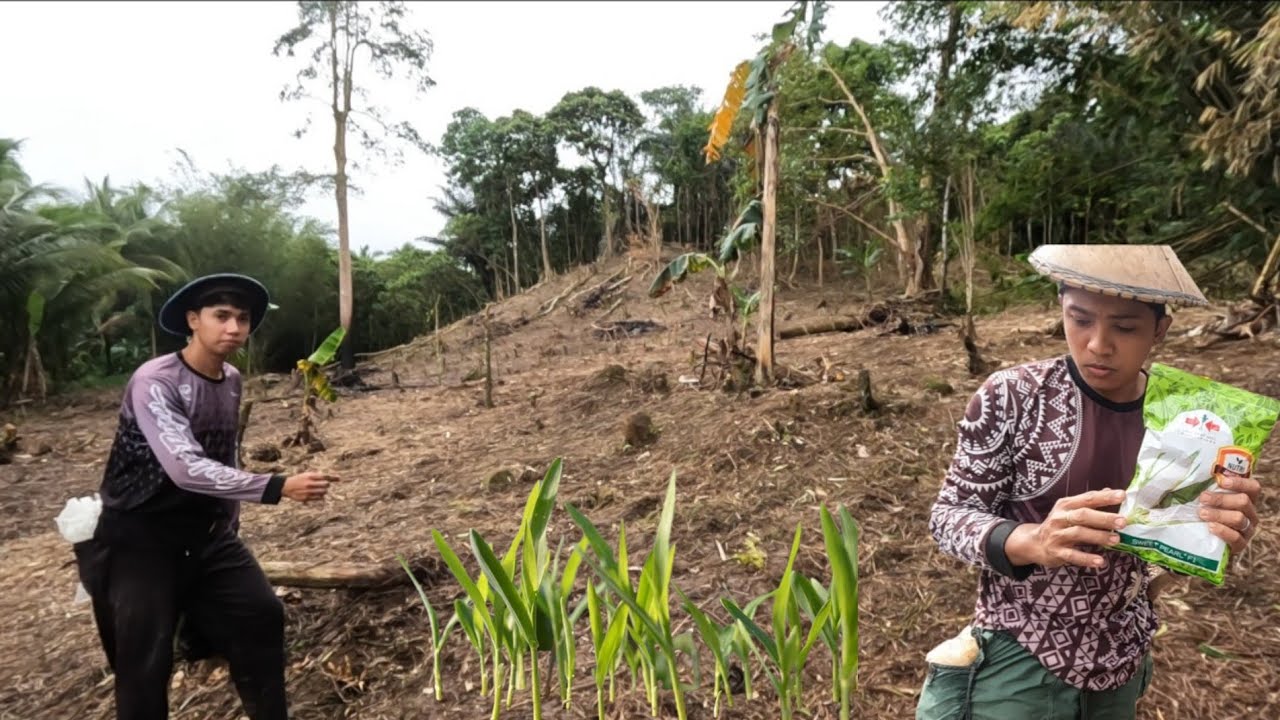 SIMULA NANANG PAGTATANIM NG MAIS SA BAGO NATING AREA #6 