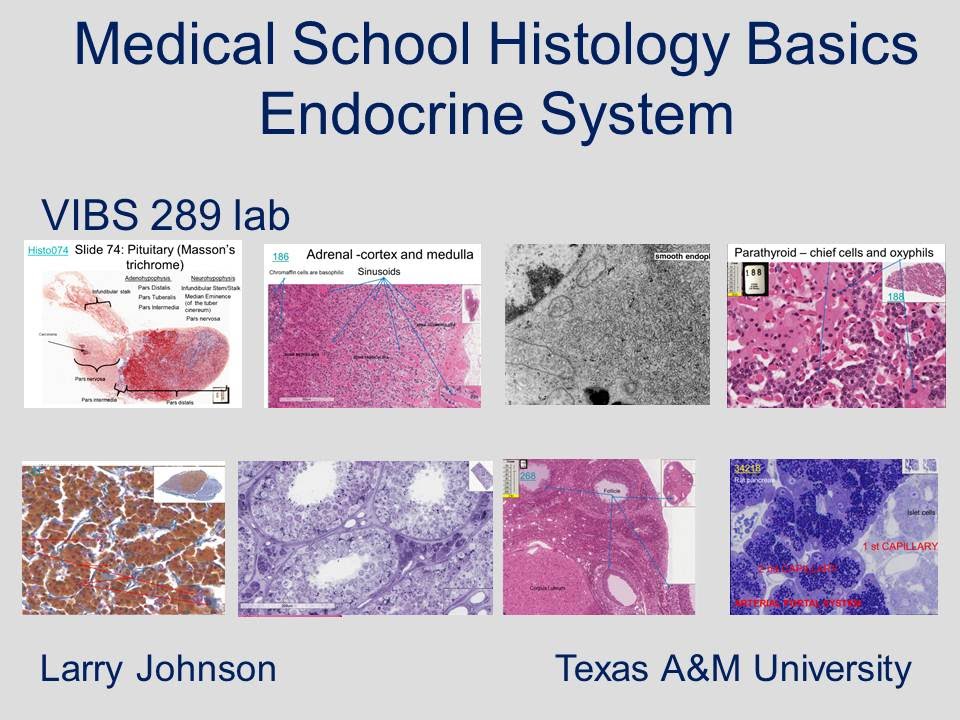 Medical School Histology Basics - Endocrine System