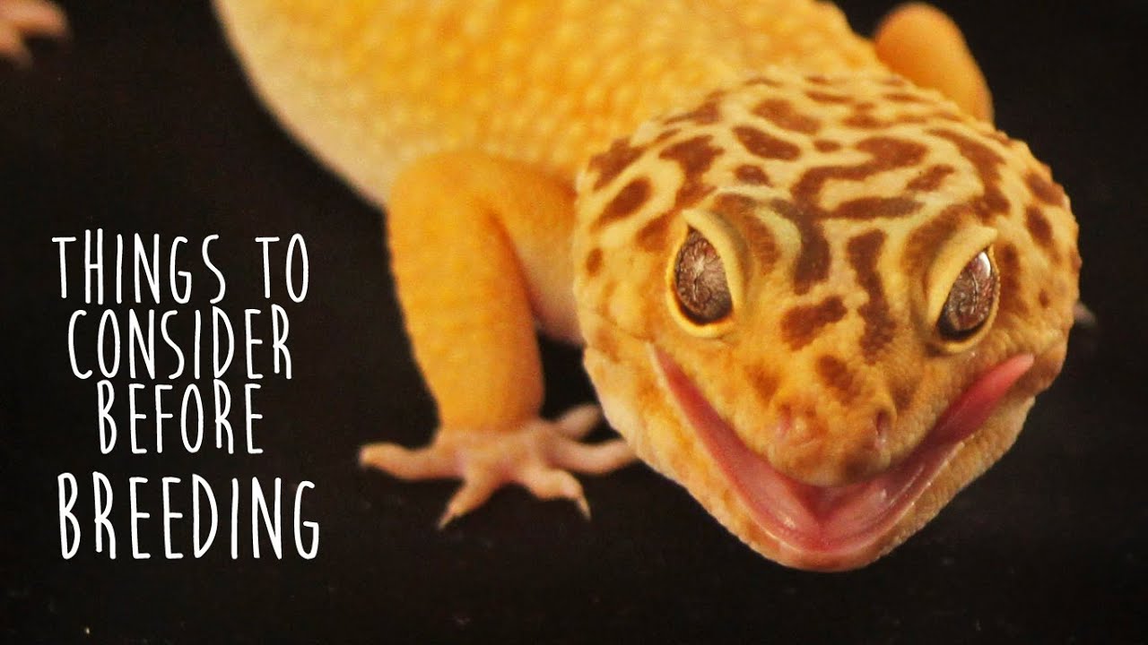Breeding Leopard Geckos? Things to Consider!