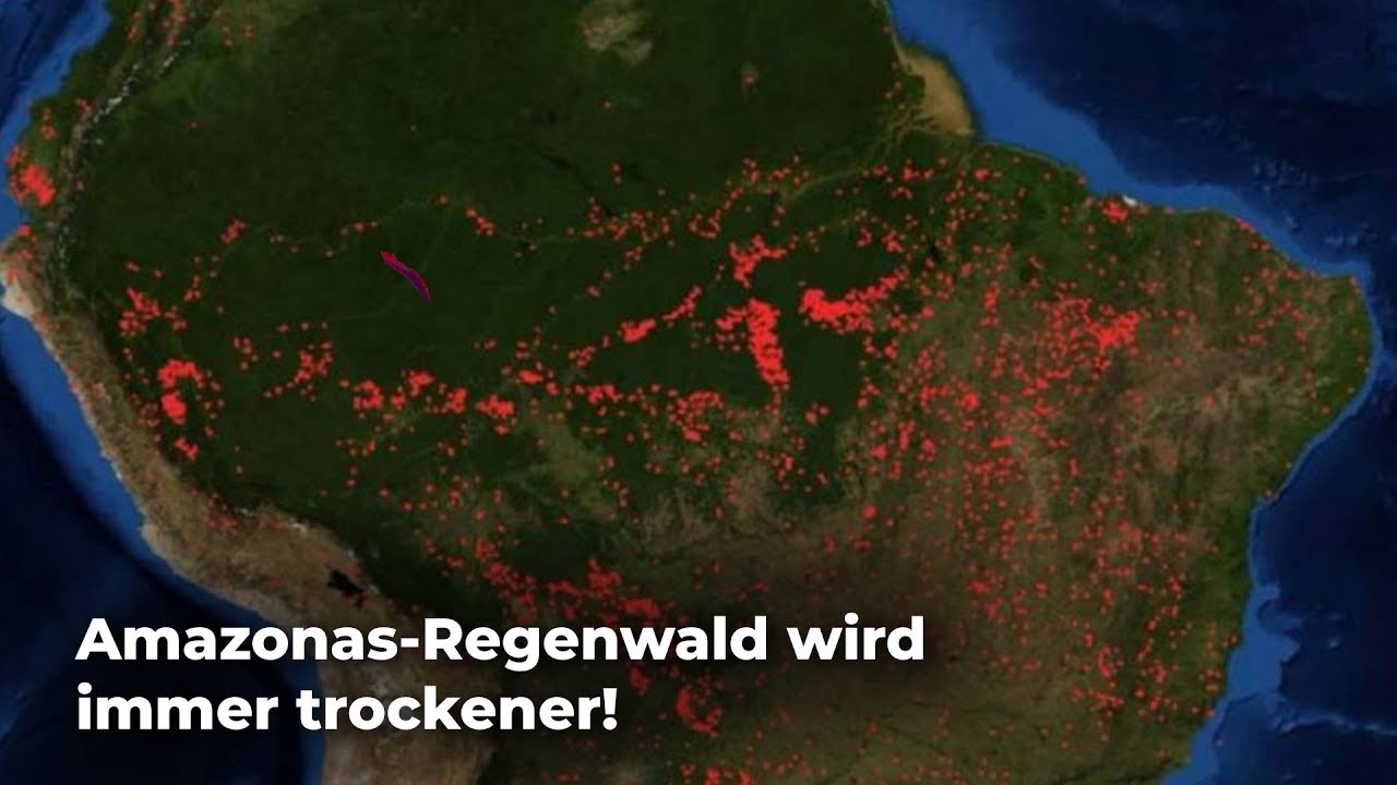Amazonas-Regenwald bedroht: Atmosphäre wird immer trockener! - Clixoom nature