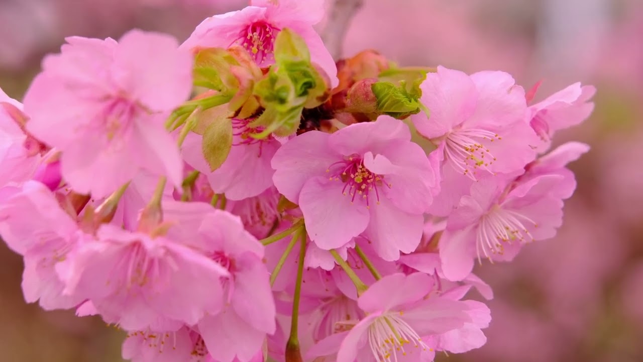 春は淀の河津桜から　４K　2026.3.6     京都市伏見区　　FUJIFILM X-H1