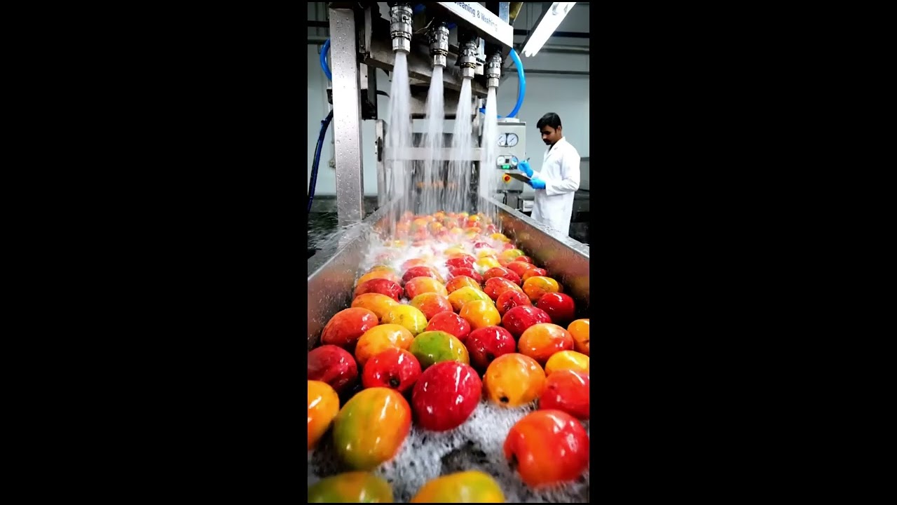 MANGO JUICE MAKING PROCSESS STEP BY STEP