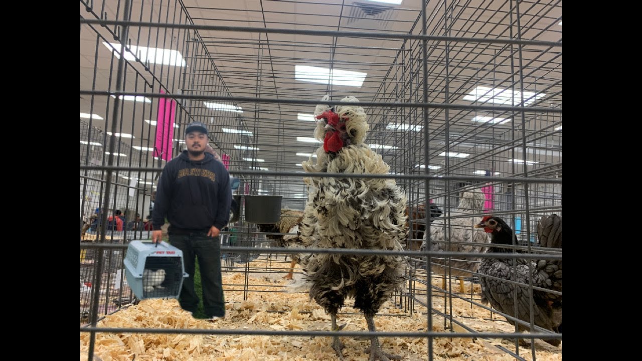 WI Bird & Game Breeder Fall Swap, Fond Du Lac WI 103021