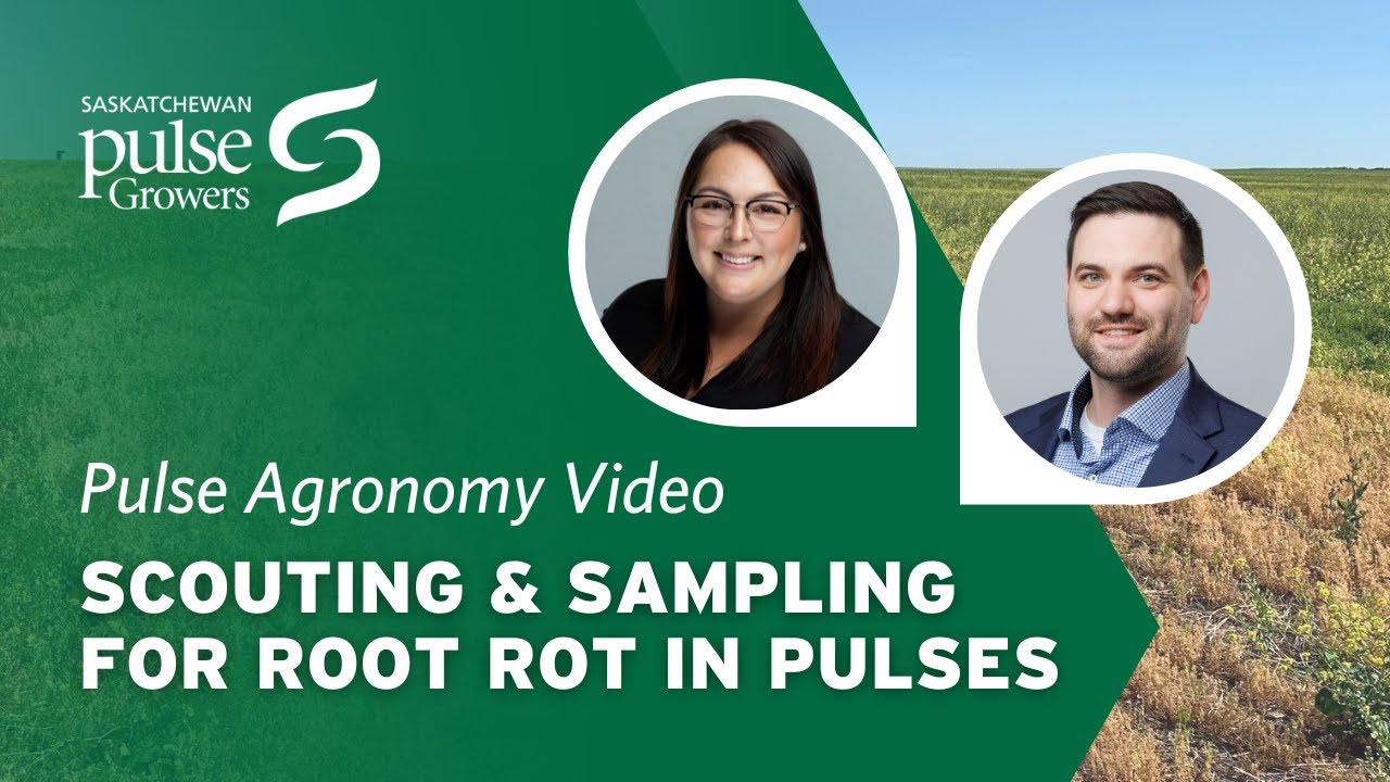 Scouting and Sampling for Root Rot in Pulses