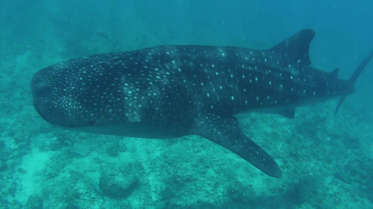 Malediven - Schnorcheln mit Walhai / Maldives - Snorkeling with a whale shark