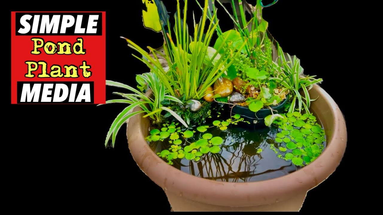 Simple, CHEAP, Effective POND PLANTING Media