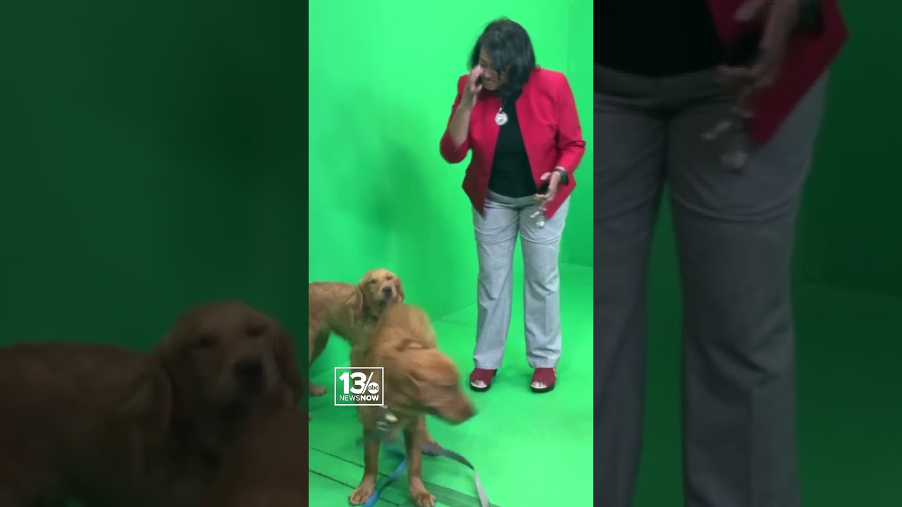 Meet Tim and Philip's doggos, Finley and Tessie! #13news #shorts #757 #dogs #dogshorts