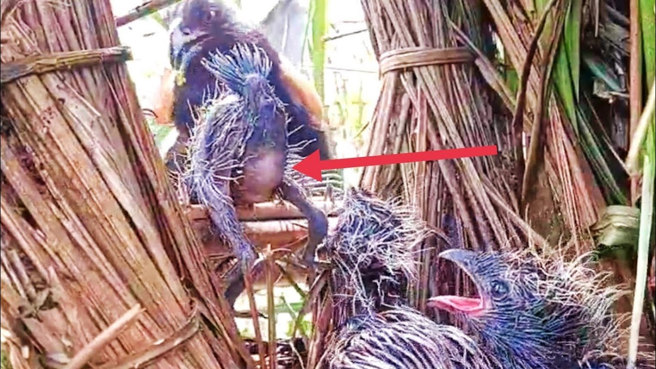 saking bahagianya sang ibu bawakan makanan anak bubut hampir terjatuh dari sarang