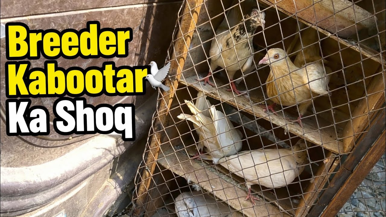 Breeder kabootar ka shoq 🕊️
