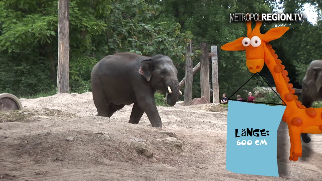Asiatische Elefanten | Heidelberger-Zoogeschichten