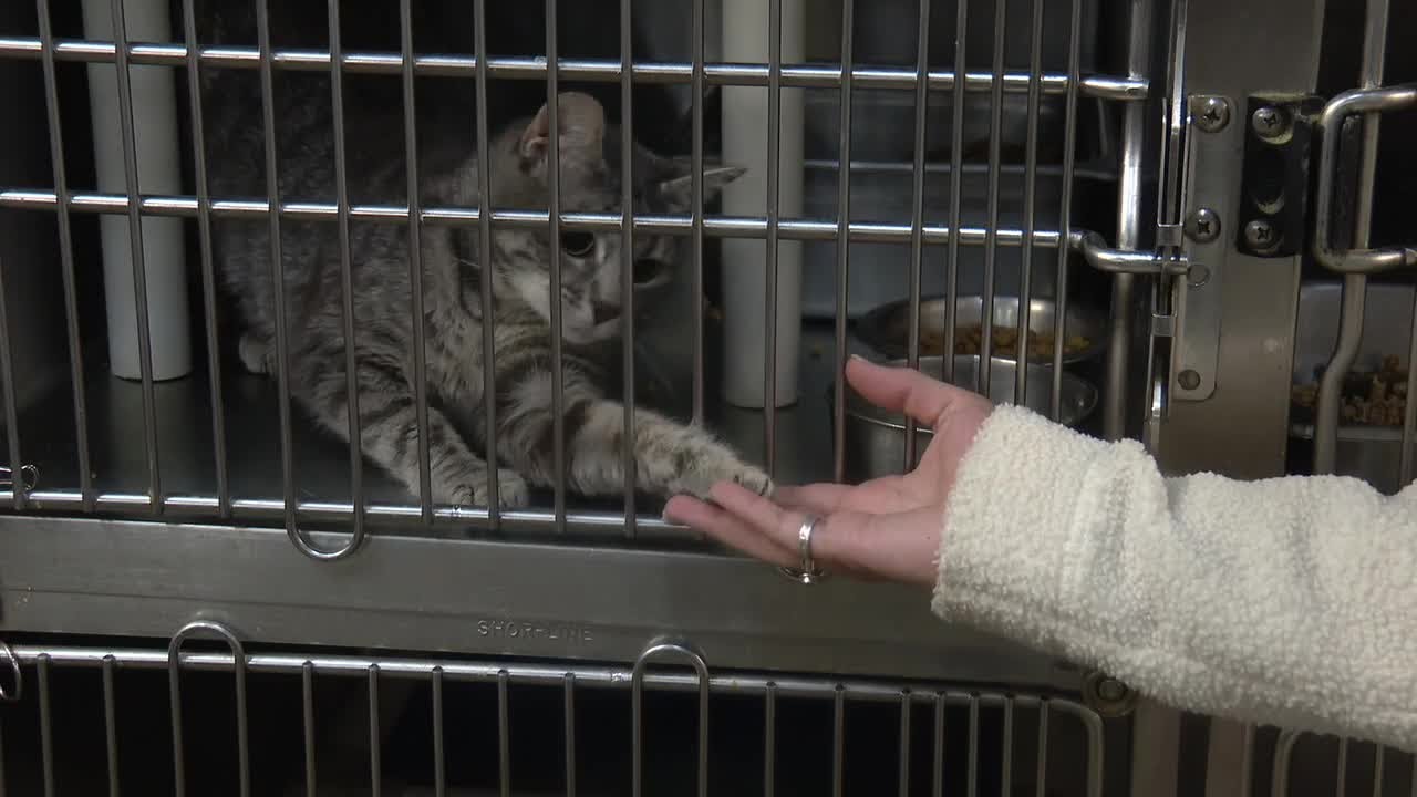 Iberia Parish, New Iberia reach new animal control agreement days before deadline