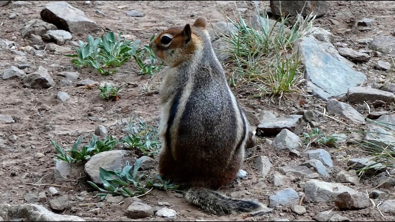 Golden-Mantled Squirrel - Foraging Behavior
