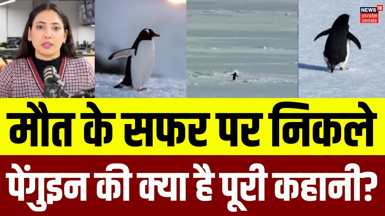 Nihilist Penguin Story: अकेले पहाड़ की ओर चलते Penguin ने आखिर क्यों इंटरनेट को रुला दिया? | N18V