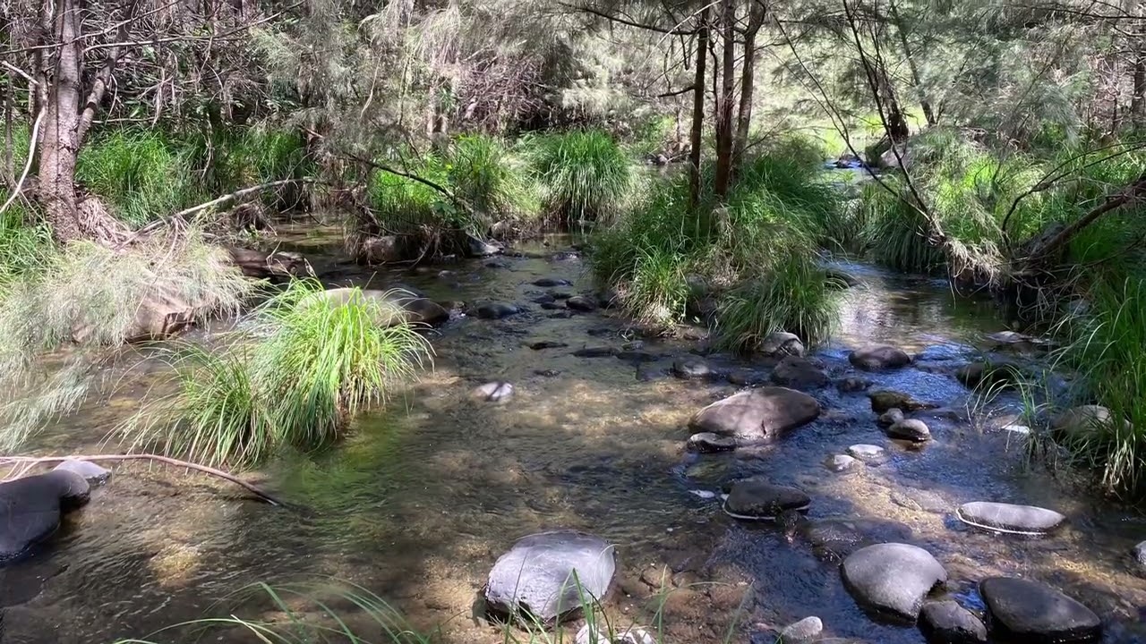 Carnarvon Gorge - 098