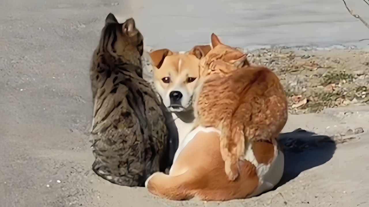 Amusing Cats