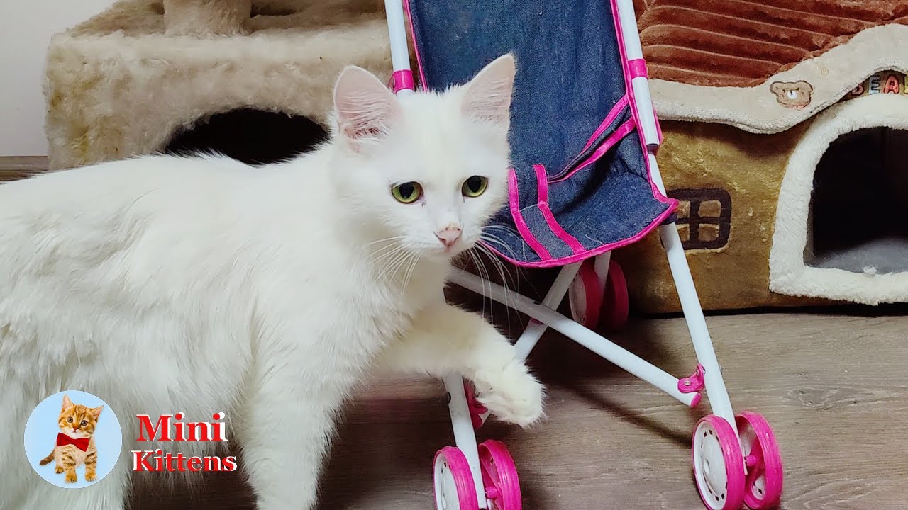 Мама-кошка ищет своих котят. Забавные котята.