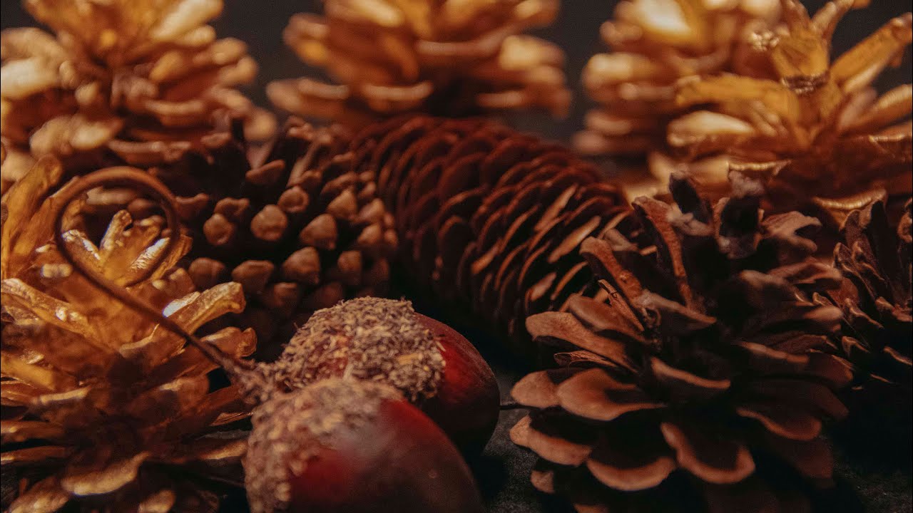 ASMR Satisfying Pine Cone Triggers (No Talking)