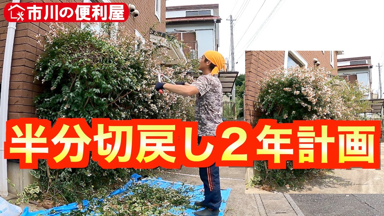 【アベリア刈込剪定２年経過観察】芝刈り、草取り、除草剤散布76日後の効果測定｜千葉県市川市の便利屋！各作業料一覧、お問い合わせ先は概要欄をご覧下さい！