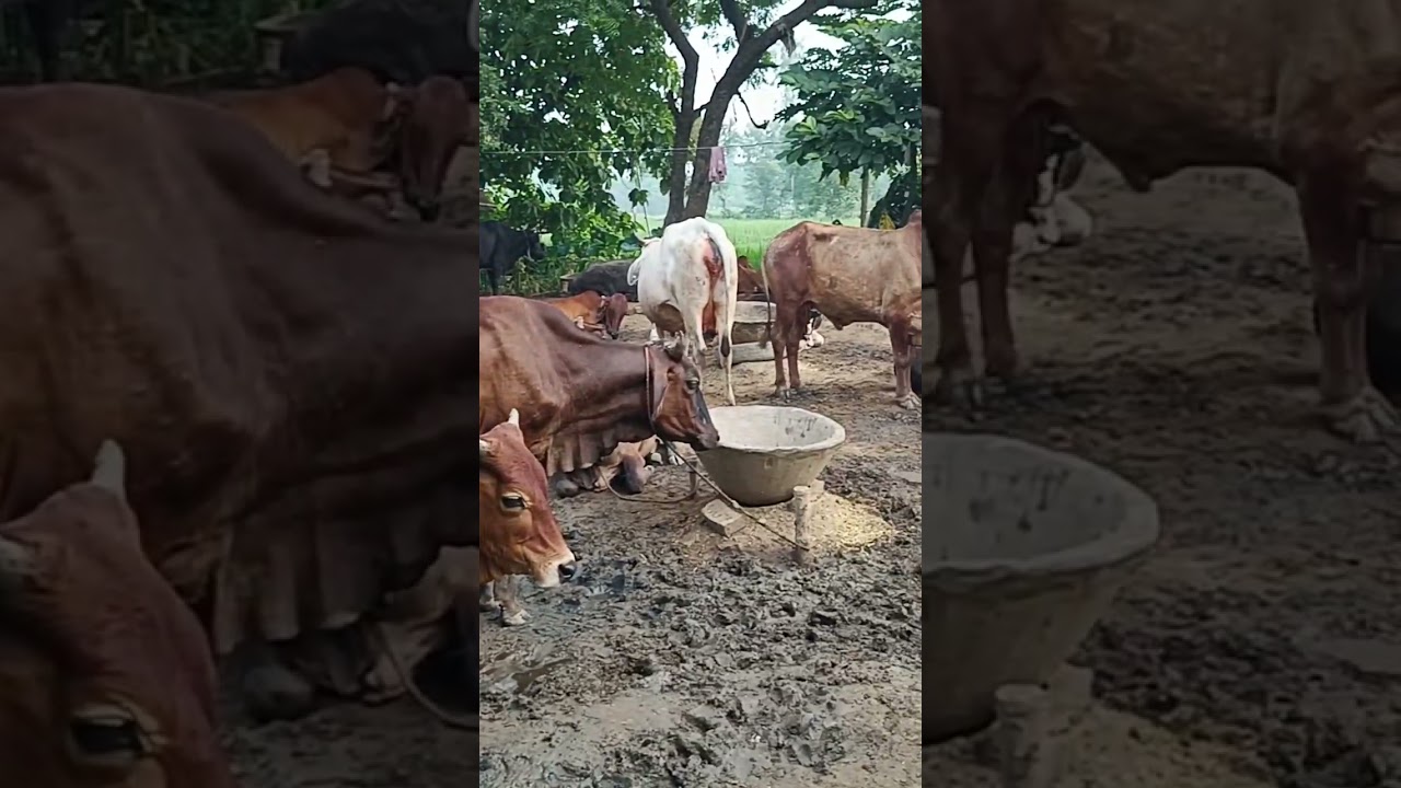 #cow #farming