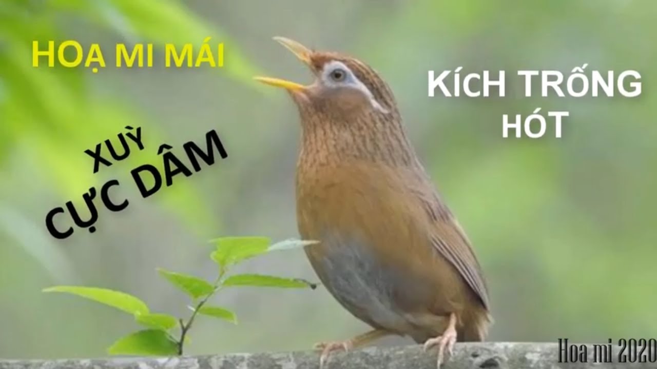 Họa Mi Mái || Hoạ mi mái xuỳ kích trống 2020