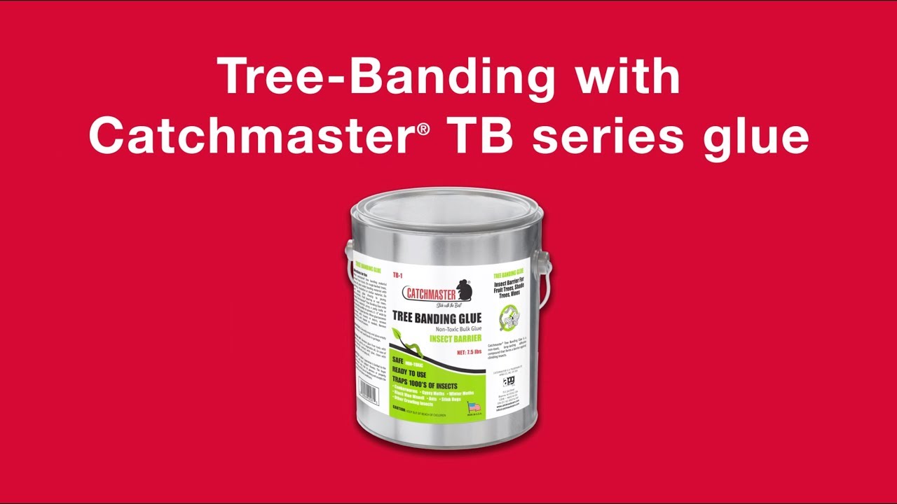 Tree-Banding with Catchmaster TB-1 Glue