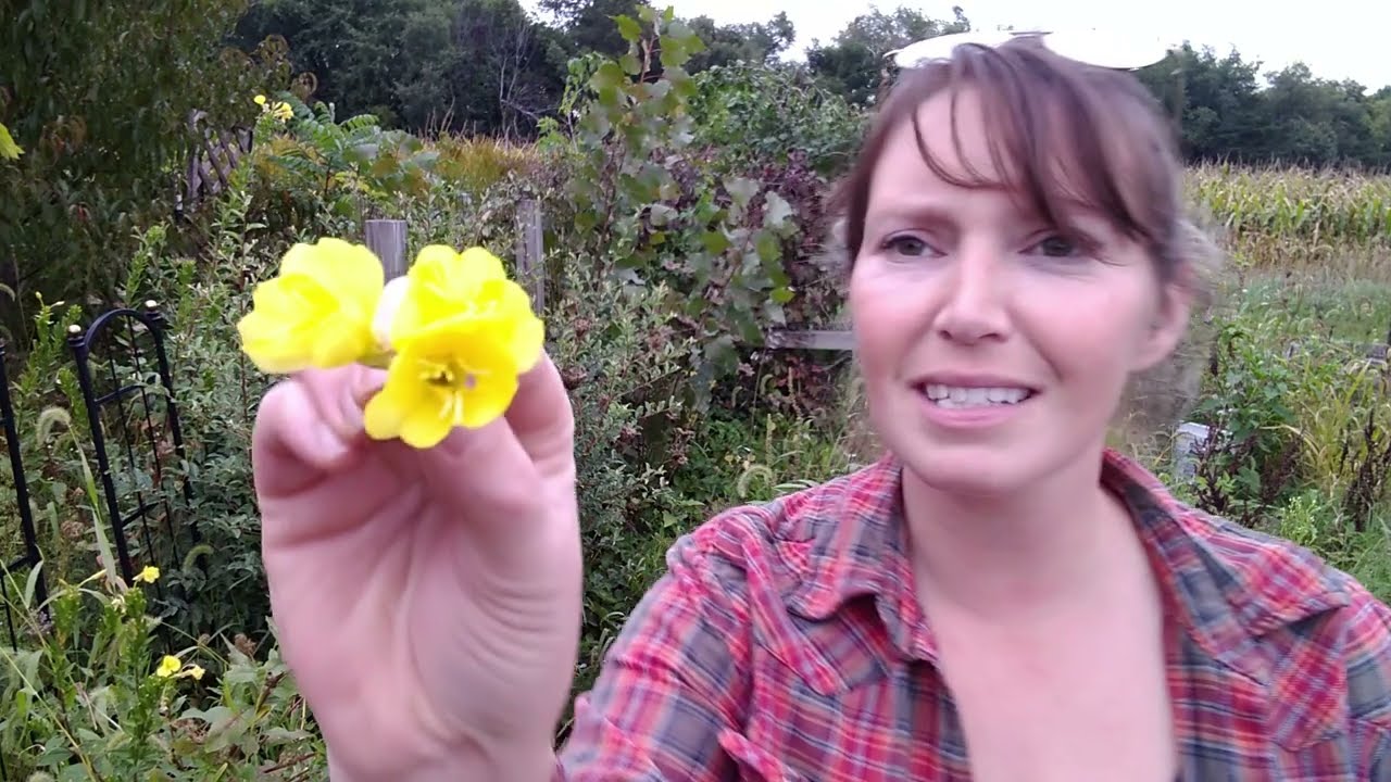 Evening Primrose